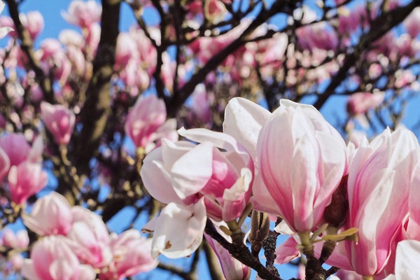 CONFÉRENCE DU CLUB HORTICOLE - LES MAGNOLIAS