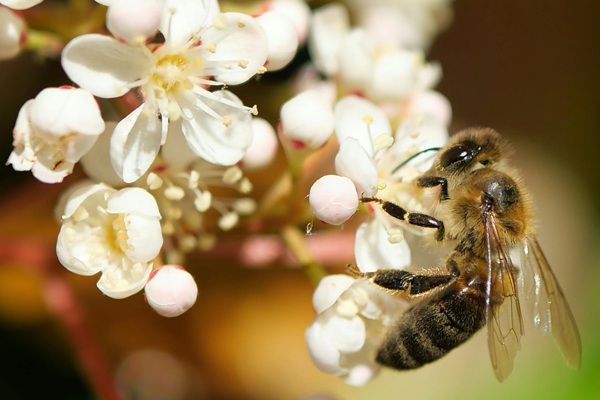CONFÉRENCE DU CLUB HORTICOLE - ENSEMBLE SAUVONS LES ABEILLES