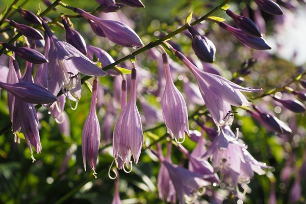 CONFÉRENCE DU CLUB HORTICOLE - LA GRANDE FAMILLE DES HOSTAS