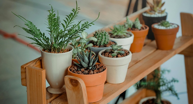 CONFÉRENCE DU CLUB HORTICOLE - MYTHES ET LÉGENDES DES PLANTES QUI NOUS ENTOURENT